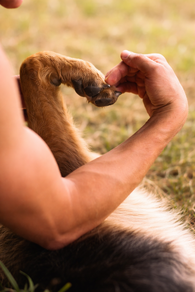 Naturopathie animale